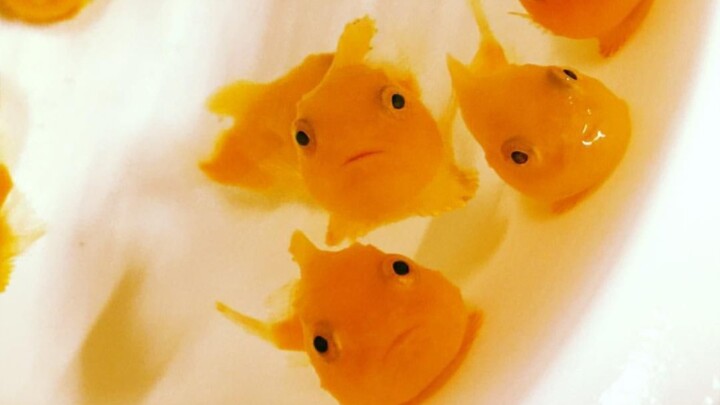 [Pet] Ponyo? Canned peaches? Ocean babies!