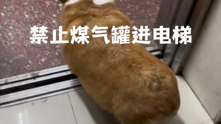 哇！是狗子，不，是猪！！