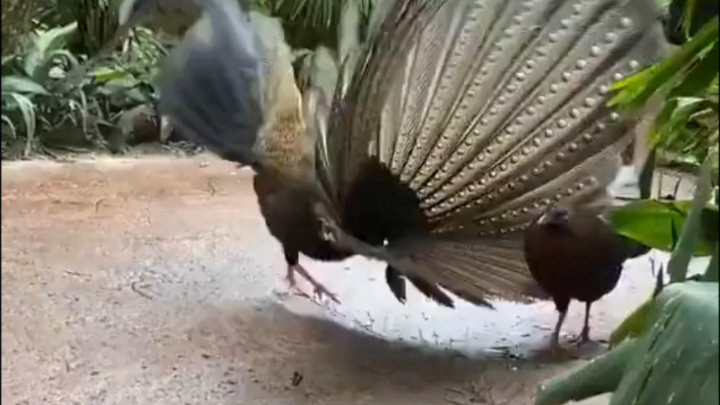 Bé cưng, hãy quy phục dưới bộ lông của ta đi.