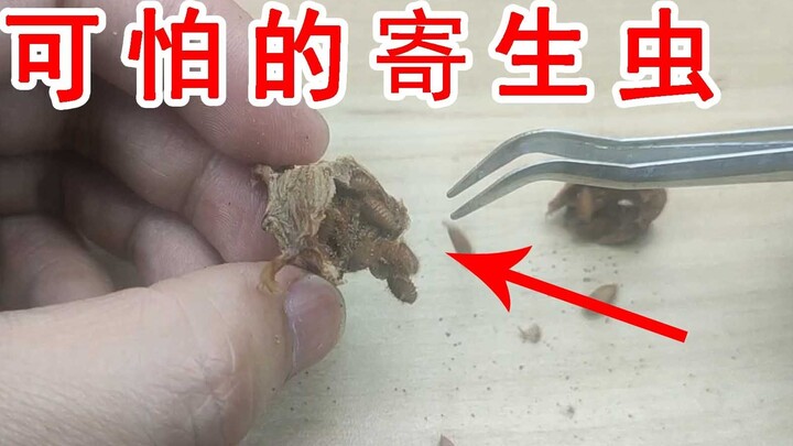Horrible parasite! It ate all my mantis eggs!