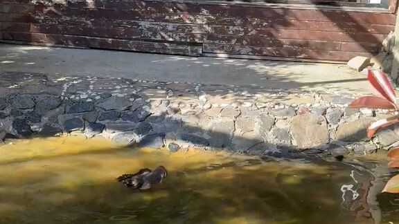 Animals