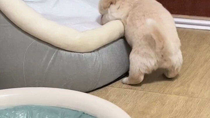 الجرو تعب وترقّب عائداً إلى عرينه لينام، إنه رائعٌ لدرجة الانفجار!