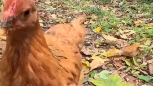 Ayam lebih suka makan apa?