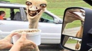 คุณหัวเราะเยาะคุณ CRACKHEAD