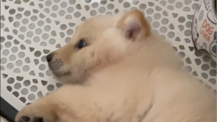 The chubby one let me touch his belly on the very first day I got home.