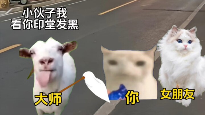 Khi bạn dạo phố với bạn gái thì gặp ngay cao thủ #meme-mèo #hài-hước #không-thể-tin-được #vui-nổ-bụn