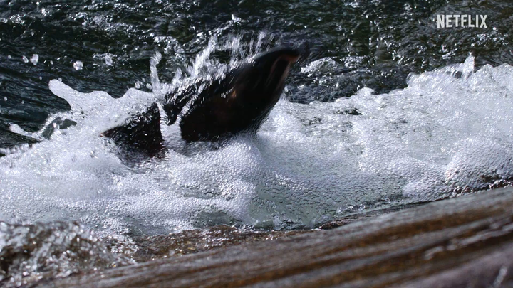 【Official Chinese】เคต แบลนเชตต์ พากย์เสียง! ตัวอย่างเต็มของสารคดี Netflix “โลกชีวิตของเรา”