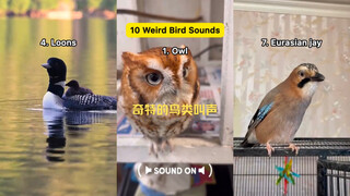 10 Panggilan Burung Aneh