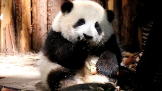 【Panda He Hua】Doesn't She Look Like You with Your Tub of Snacks?