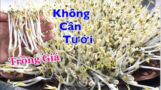 Trồng Giá Sạch không cần tưới nước, Giá Trắng Mập và ít Rễ, bảo quản được 1 tháng không hư