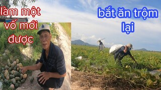 Tư Cà Khịa Khịa Chủ Vườn Bí Bị Rượt Te Tua