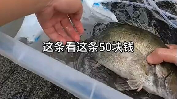 Spent 330 on the fishing fee, caught a few big mandarin fish, selling them for 50 each—can I break e