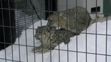 [Kumpulan Hewan] Serval menyaksikan macan tutul salju kawin