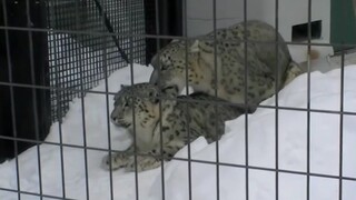 (รวมสัตว์โลก) เซอร์วัลเห็นกระบวนการผสมพันธุ์ของเสือดาวหิมะทั้งหมด