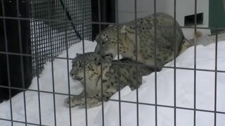 Animal | Serval Cat Has Witnessed The Mating Of Snow Leapards