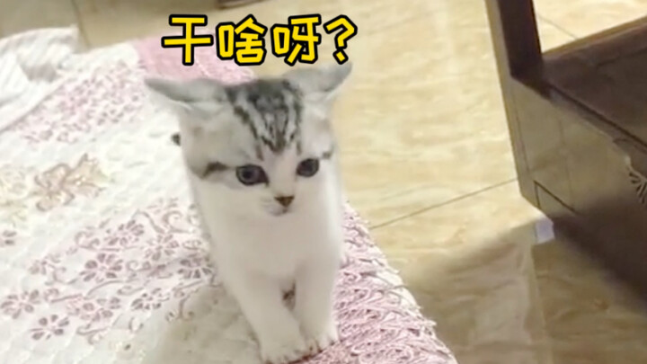 Some kittens are just naturally gifted. Sangshen, for example, learned her name on her very first da