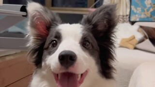 Border Collie: What on earth is there to hold in my hand?