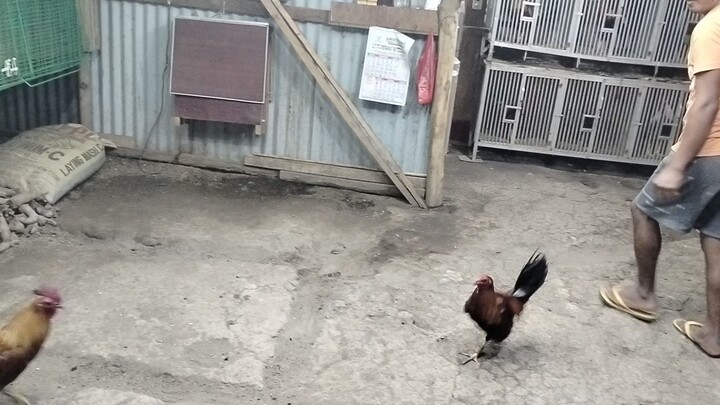 HEME's gold vs golden boy