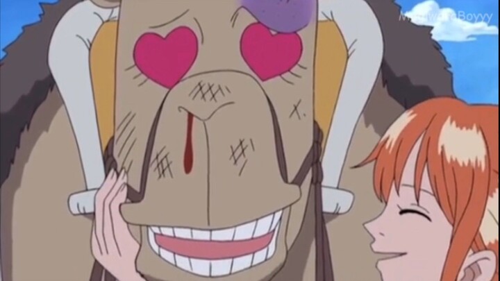 ketika ketemu unta laki-laki sejati momen lucu one piece!!!.