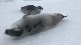 The Weddell seal stealthily took a bite at the sleeping crab-eating seal and emitted a strange space