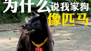 لماذا هذا الكلب مزعج جدًا؟