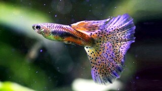 Mengenal Ikan Guppy Tercantik dan Cara Merawat Ikan Guppy