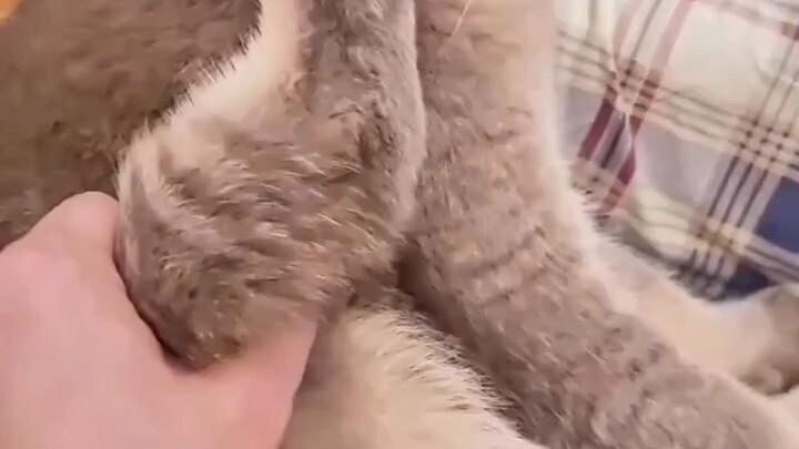 Daily Cat-Teasing