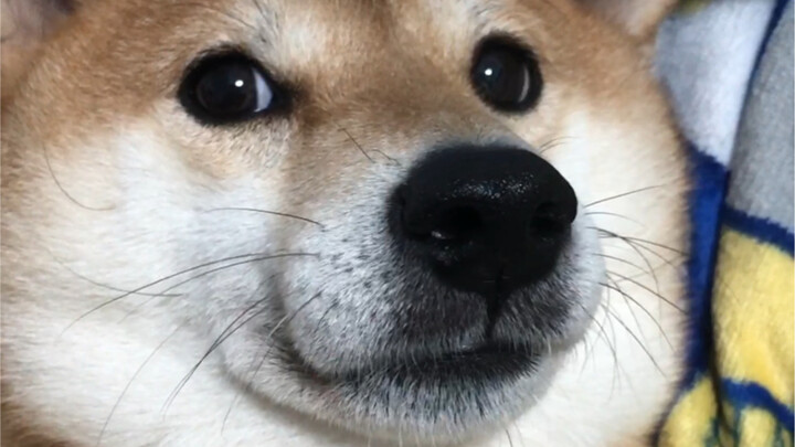 دعني أُقبِّلُك قُبلةً خفيفةً، مَهْلاً.