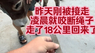 The donkey was just picked up yesterday. In the early morning, he bit the rope by himself and walked