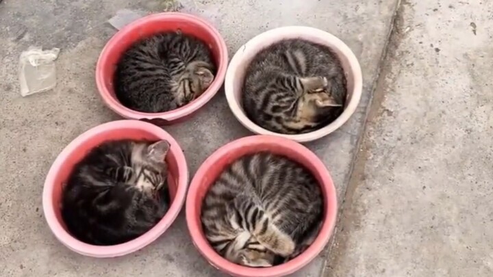 Tempat parkir kucing