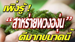 เผย! ประโยชน์มากล้น"สาหร่ายพ่วงองุ่น"