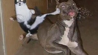 Cat's Wing Chun Boxing