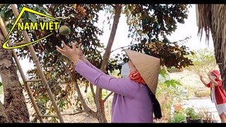 Qua thiếm 8 kiếm mớ rau - Nam Viet 1