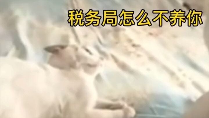 We've hit rock bottom of the food chain, it seems.