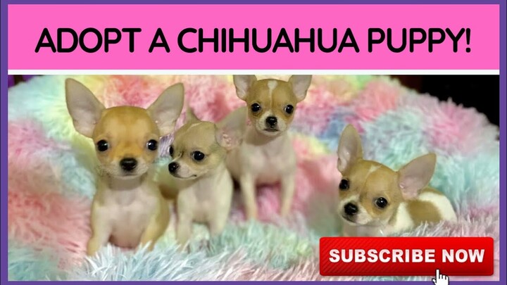 ADOPT A CHIHUAHUA! | SUPER MARCOS VLOGS