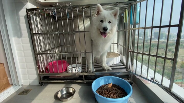 Túi thức ăn cho chó bị rách, mẹ đành liều lĩnh đổ cả bát đầy; chú chó Samoyed ngóng chờ, chỉ ăn được
