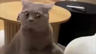 Cats are funny in all kinds of ways