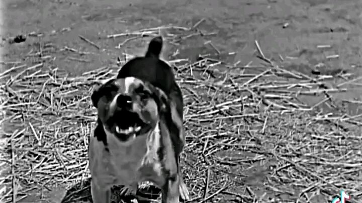 🤣🤣🤣funny video part1