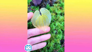 Không thể rời mắt 1TK #funny