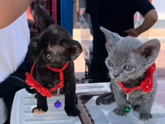 Bosan melihat kucing-kucing yang itu-itu saja? Hari ini aku ajak kalian mengenal beberapa jenis kuci