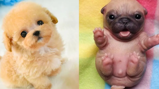 Baby Dogs - รวบรวมวิดีโอสุนัขน่ารักและตลก #24 | Aww สัตว์