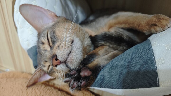 【บ้านปลอดภัย】เผื่อคุณยังไม่รู้ว่าแมวเอธิโอเปียของฉันน่ารักแค่ไหน