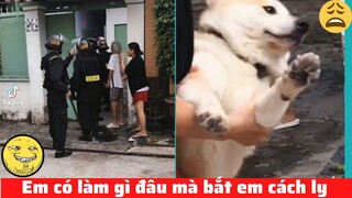 Những thánh comment quá mặn #4 / Chú chó ở Bắc Giang bị bắt đưa đi cách ly cùng chủ