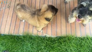 What is the reaction of the Sheniu puppy when it sees a sheep for the first time?