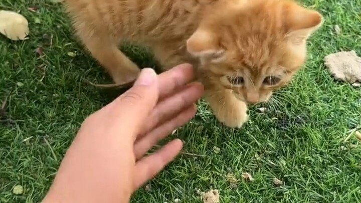 แม่แมวกลับมา ท้องฟ้าถล่มลงมา