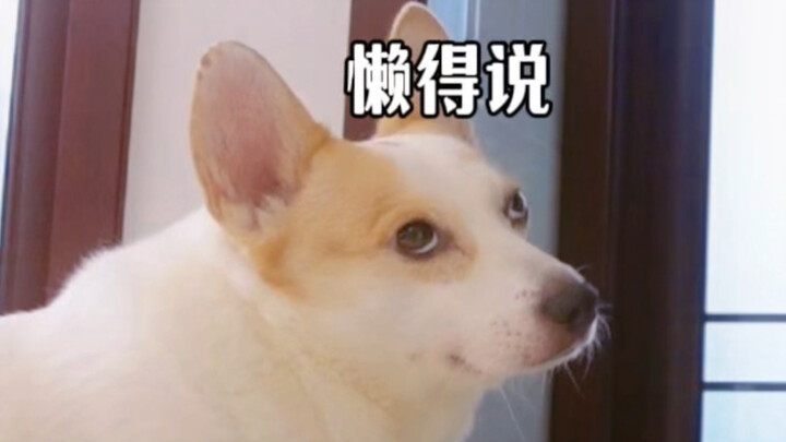 The dog is speechless, but it has to keep smiling.
