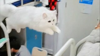 How to summon a little cat that's in someone else's arms