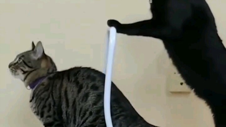 GO CAT ANTAR SAMPAI TUJUAN