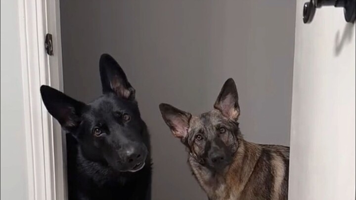 Haima International Media | A viral trend sparked by the sound of a fart from an overseas pet influe