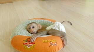 My gosh! Baby monkey Maki so cute doing face amusing angry mom drop him to wait on pillow